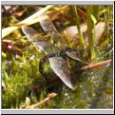 Aeshna mixta - Herbst-Mosaikjungfer w01.jpg